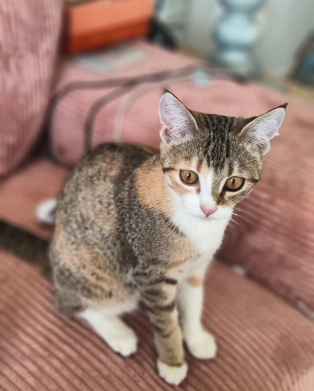Lala - Chat à adopter - photo 3