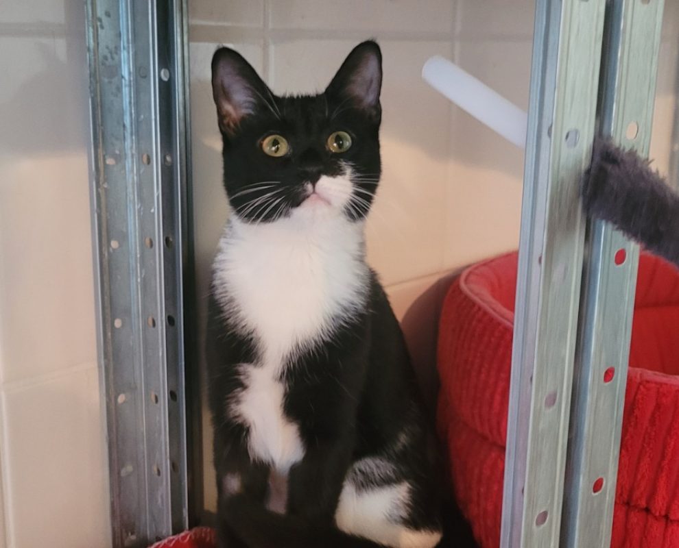 Heryne - Chat Européen à adopter