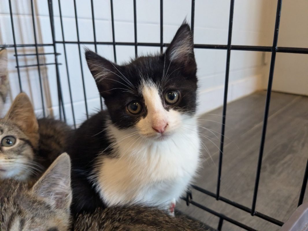 Dana - Chat Européen à adopter
