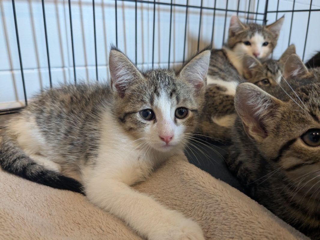 Sawyer - Chat Européen à adopter