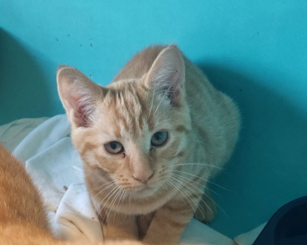 Adorable - Chat Européen à adopter