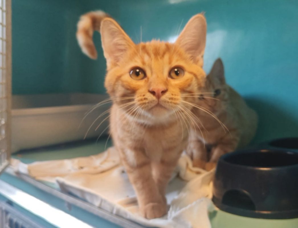 Craquant - Chat Européen à adopter