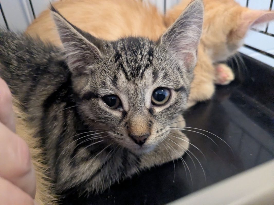 Brenda - Chat Européen à adopter