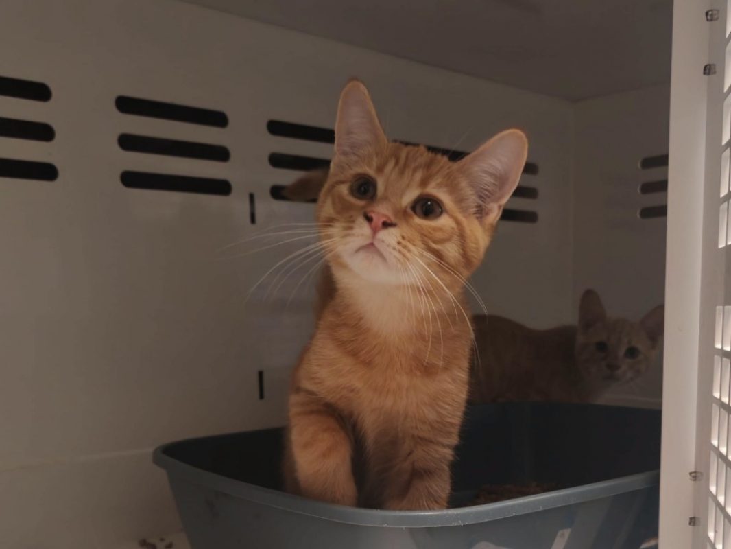 Charmant - Chat Européen à adopter