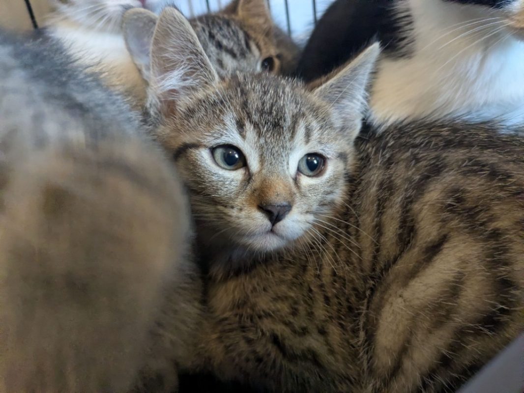 Joey - Chat Européen à adopter