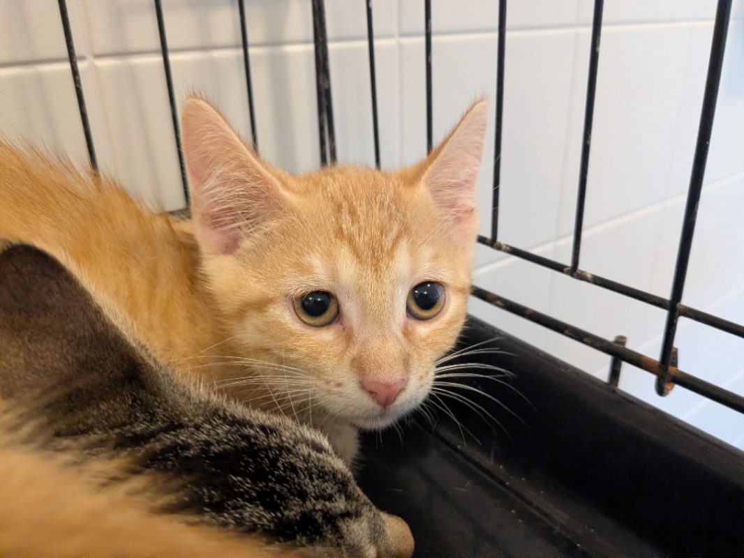 Mitch - Chat Européen à adopter