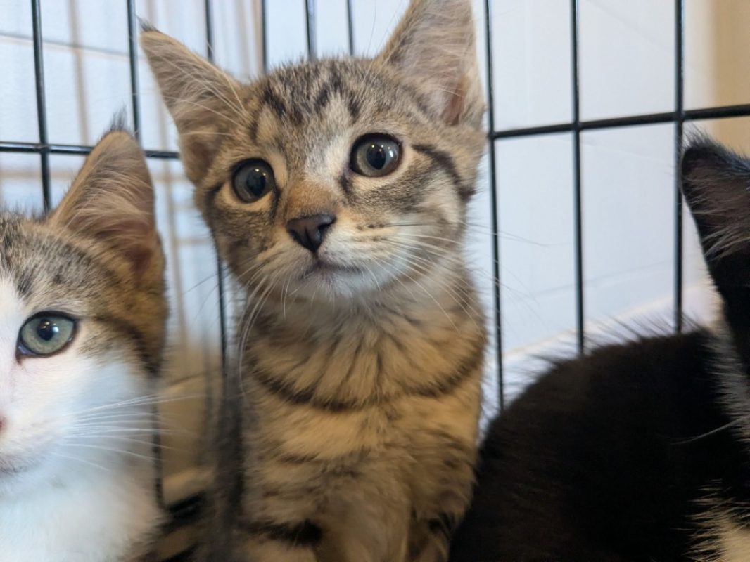 Gina - Chat Européen à adopter
