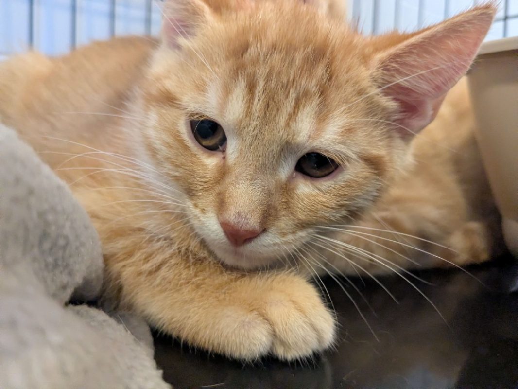 Will - Chat Européen à adopter