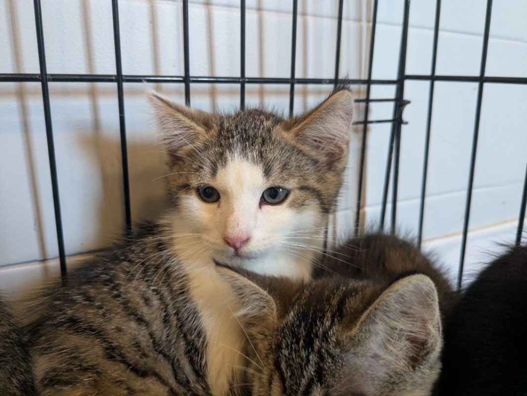 Chandler - Chat Européen à adopter