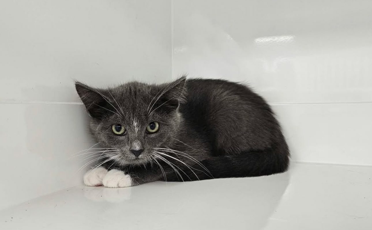 Pipper - Chat Européen à adopter