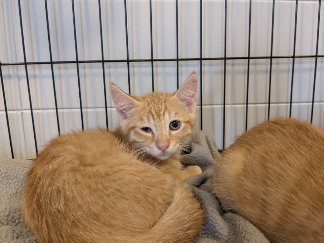 Leo - Chat Européen à adopter