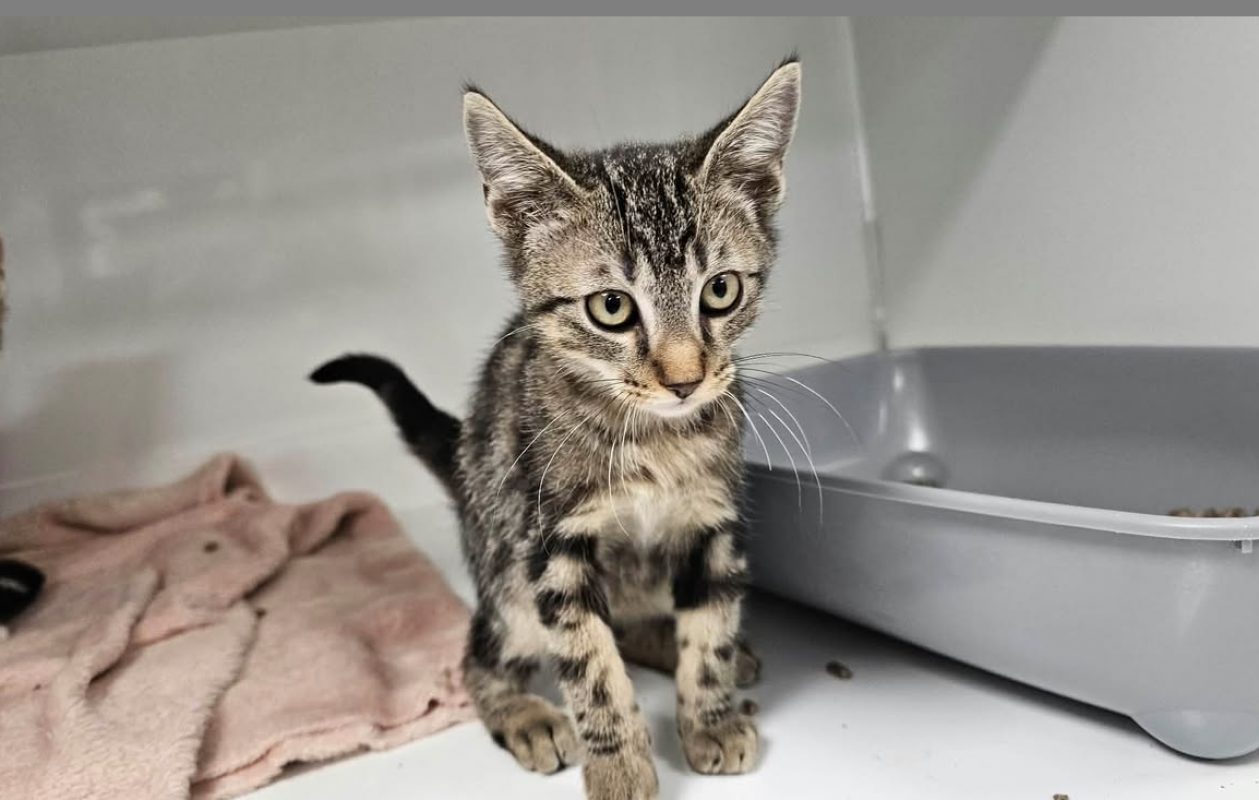 Riri - Chat Européen à adopter