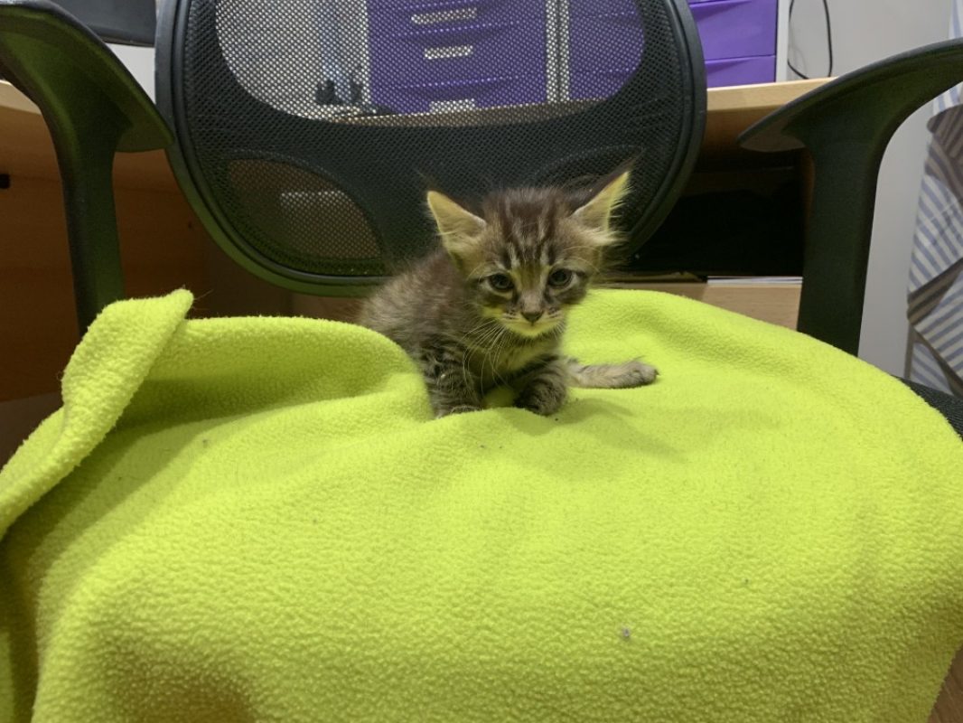 Helios - Chat Européen à adopter