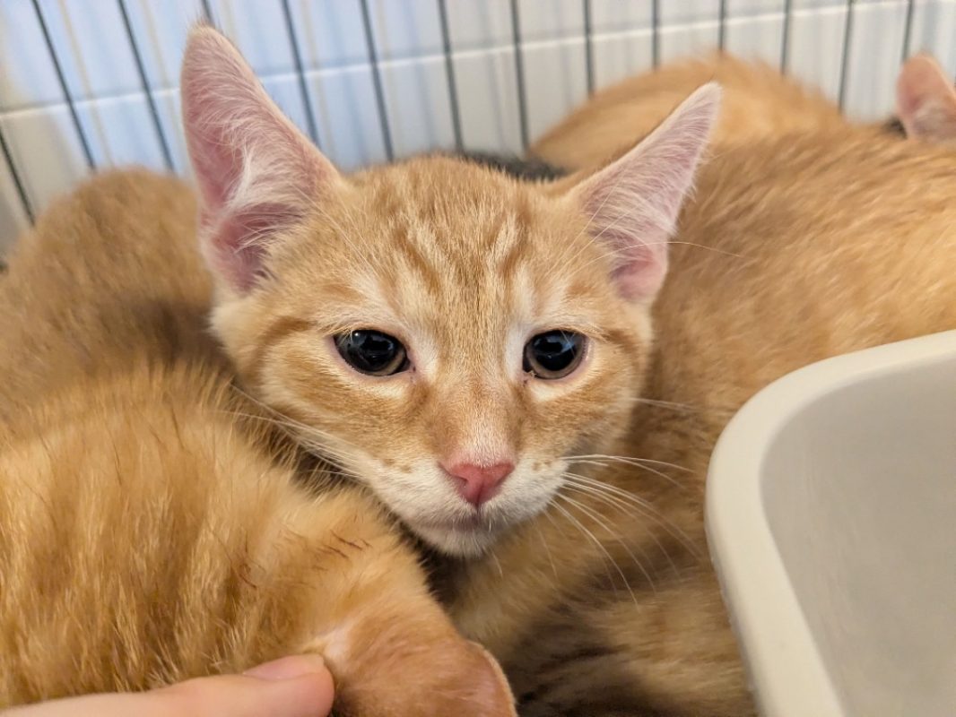 Spike - Chat Européen à adopter
