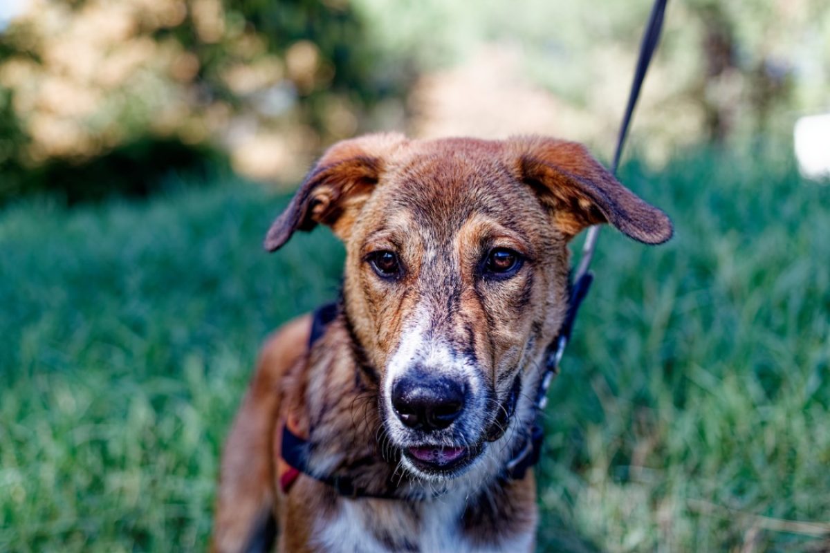 Baïko - Chien à adopter