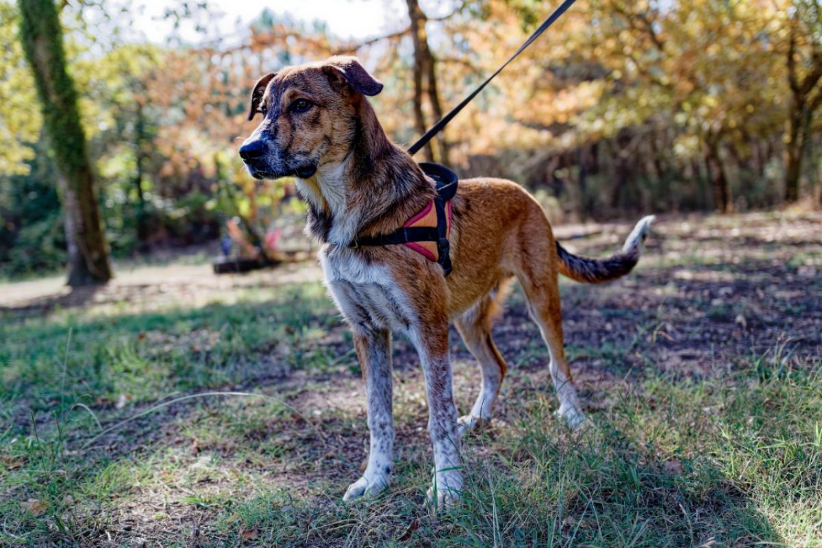 Baïko - Chien à adopter - photo 2