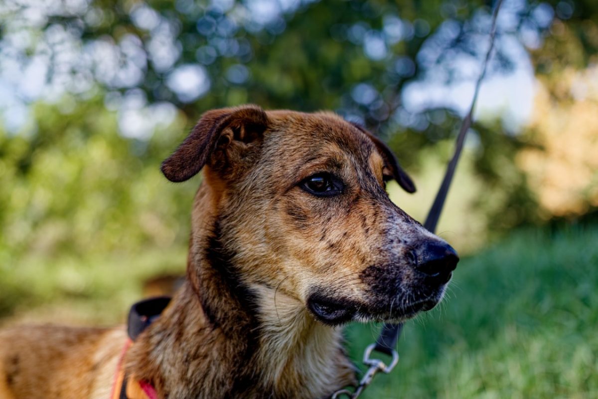 Baïko - Chien à adopter - photo 3