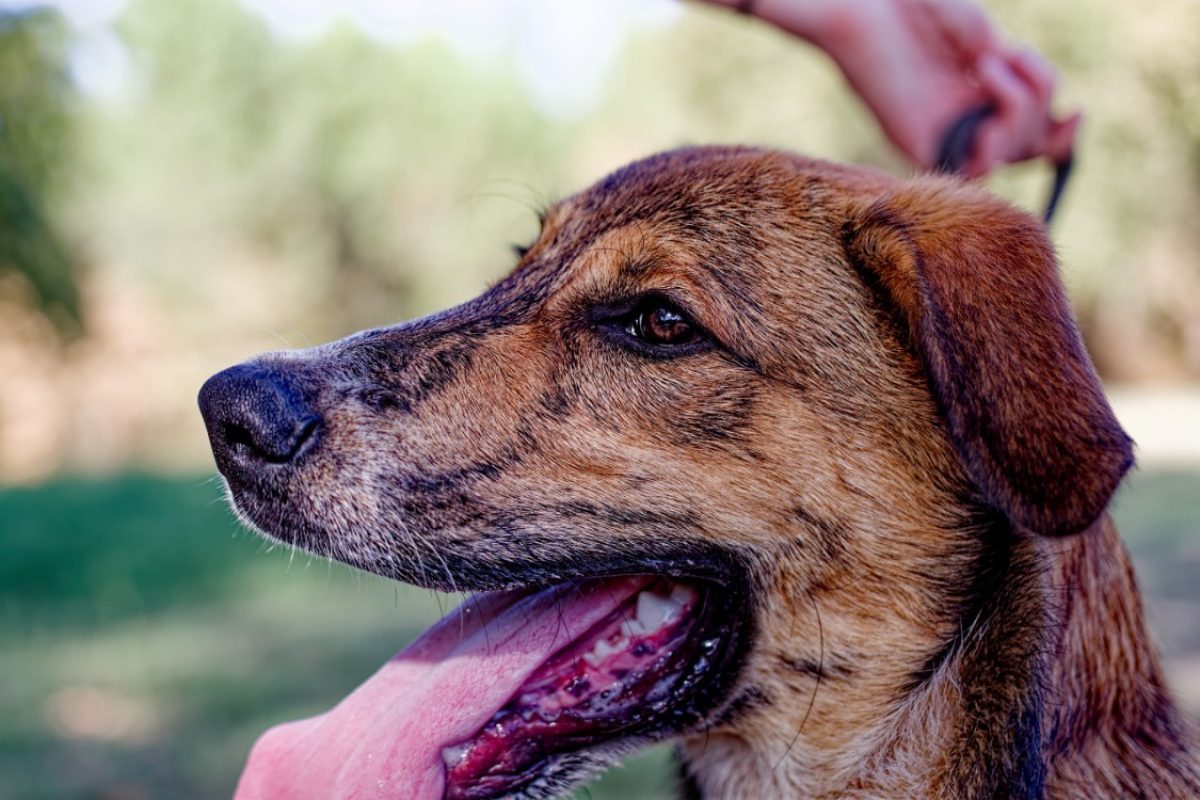 Baïko - Chien à adopter - photo 4