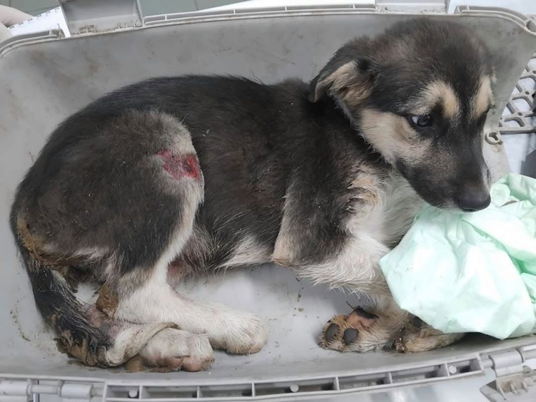 Faustine - Chien à adopter - photo 2