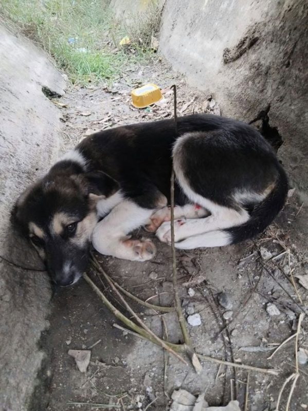 Faustine - Chien à adopter - photo 3
