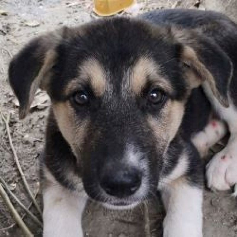 Faustine - Chien à adopter