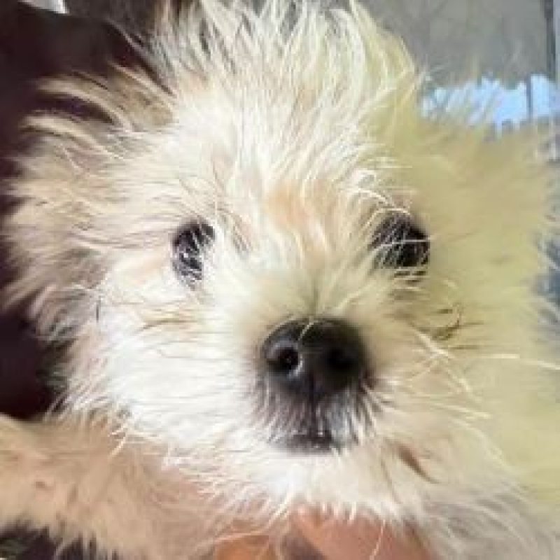 TzuTzu - Chien à adopter - photo 4