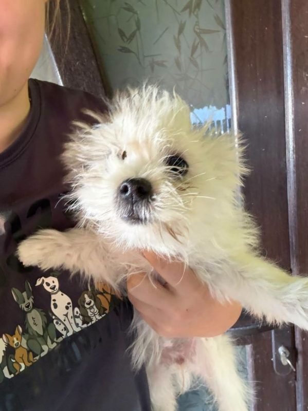TzuTzu - Chien à adopter - photo 2
