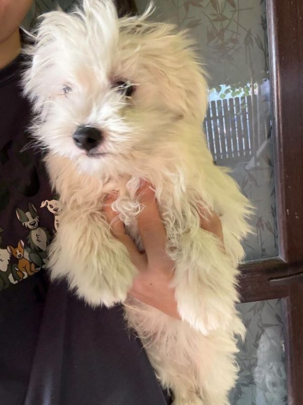 Aris - Chien à adopter