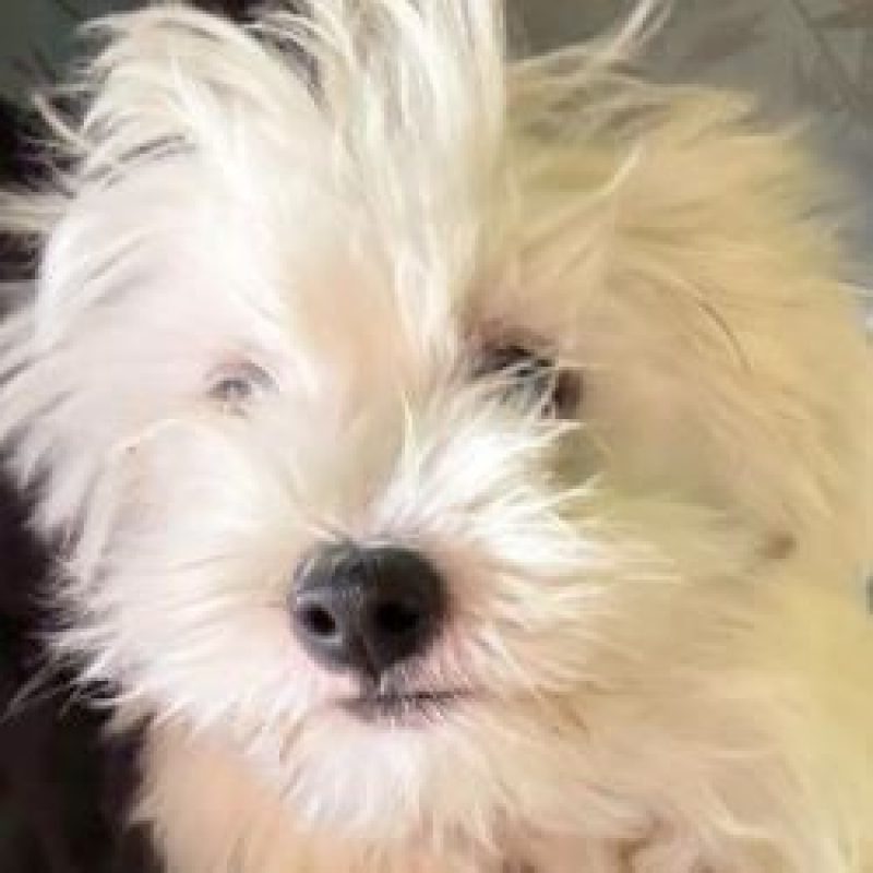 Aris - Chien à adopter - photo 3