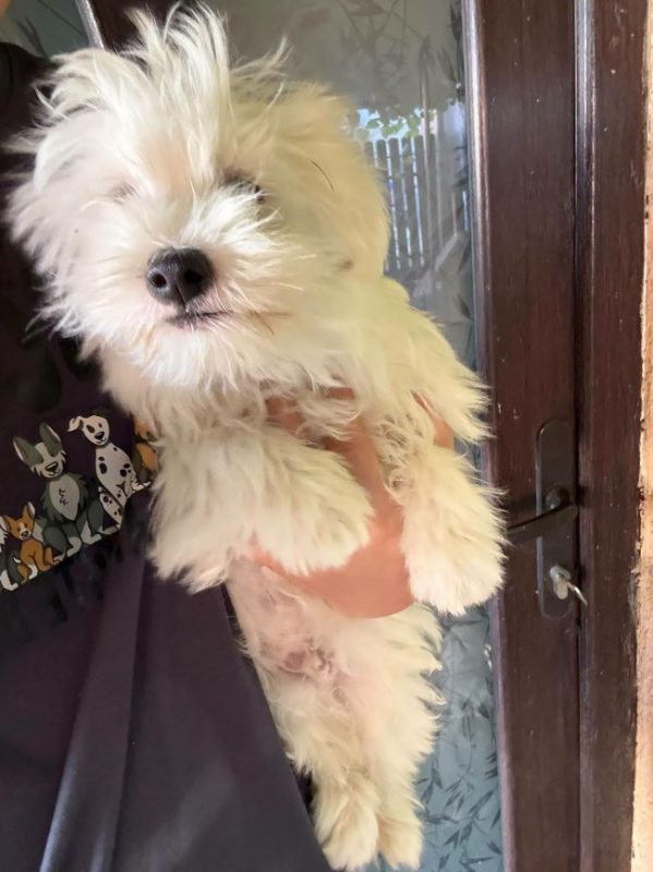 Aris - Chien à adopter - photo 2