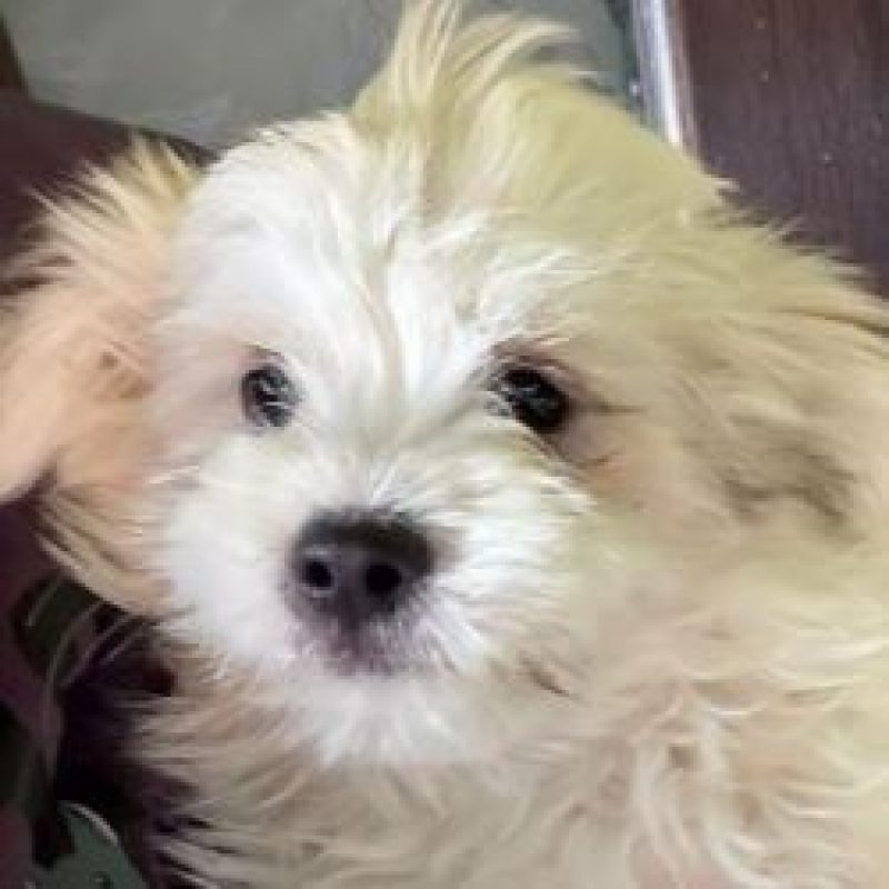 Zorro - Chien à adopter - photo 2