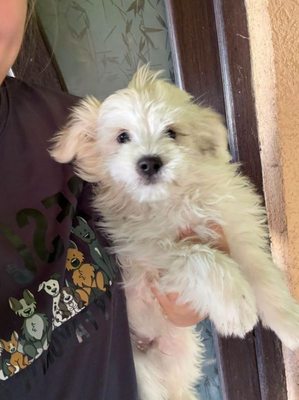 Zorro - Chien à adopter