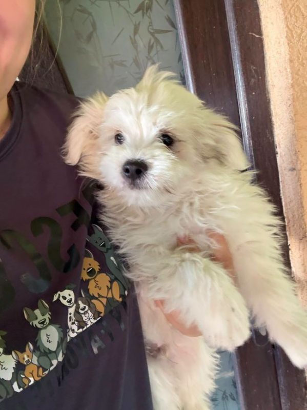 Zorro - Chien à adopter - photo 4