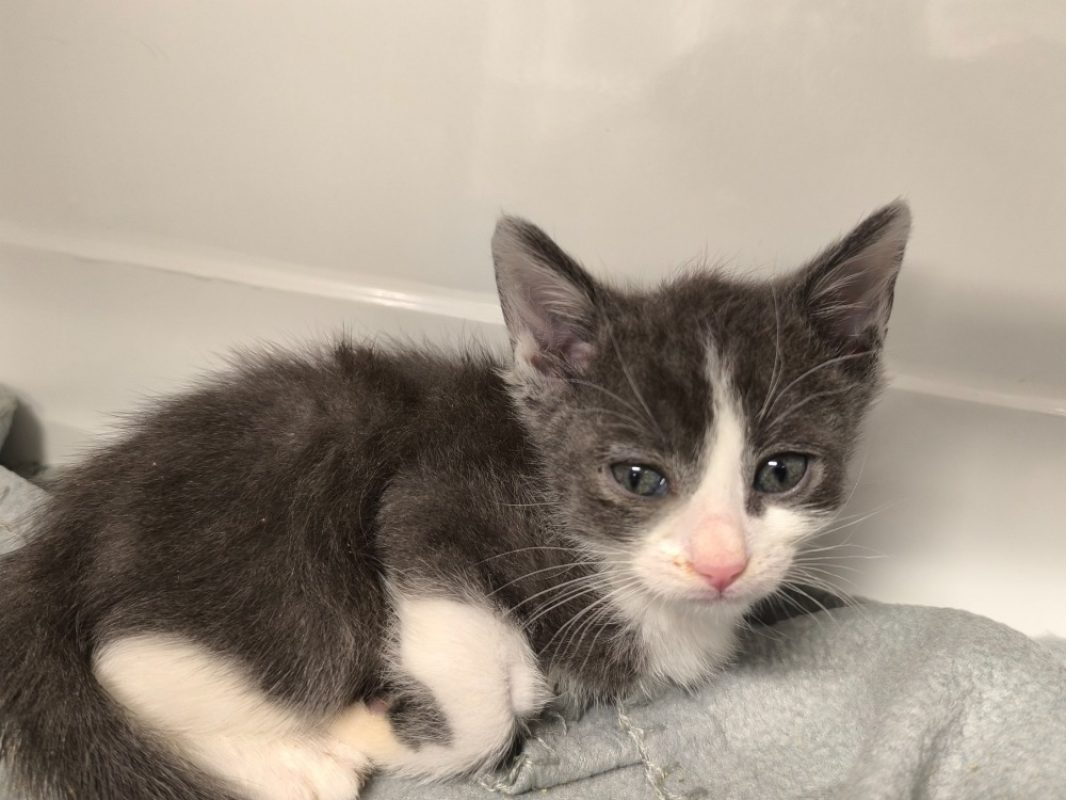 Aaron - Chat Européen à adopter