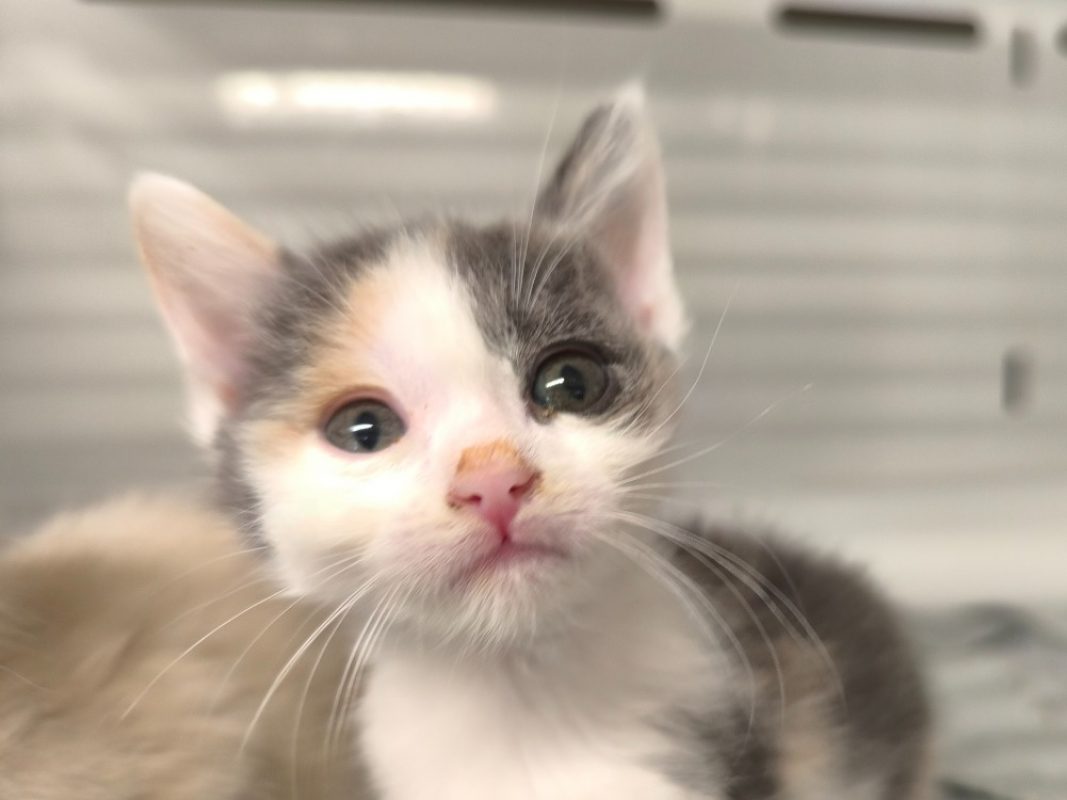Anna - Chat Européen à adopter