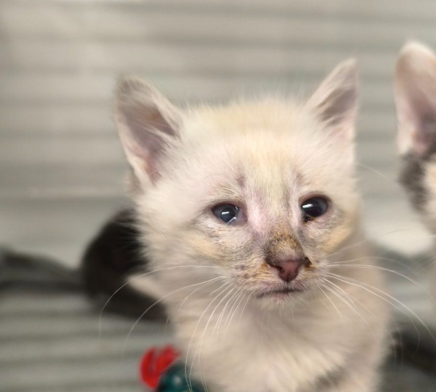 Charlie - Chat Européen à adopter