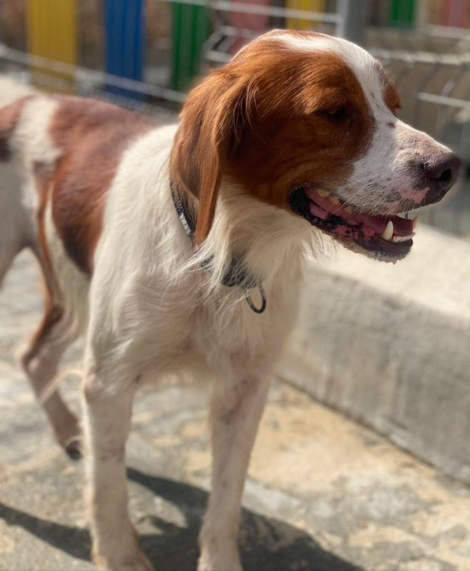 Sol - Chien Epagneul Breton à adopter - photo 3