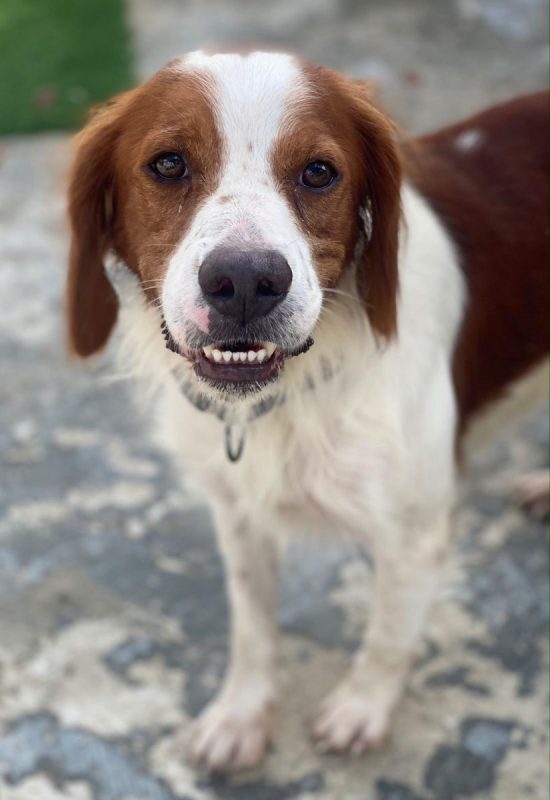 Sol - Chien Epagneul Breton à adopter - photo 2