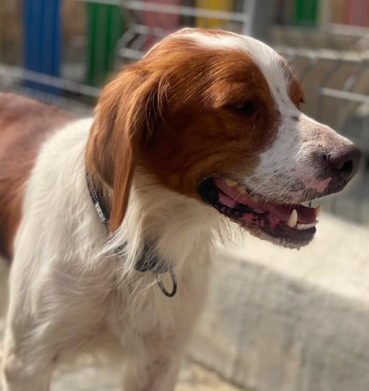 Sol - Chien Epagneul Breton à adopter