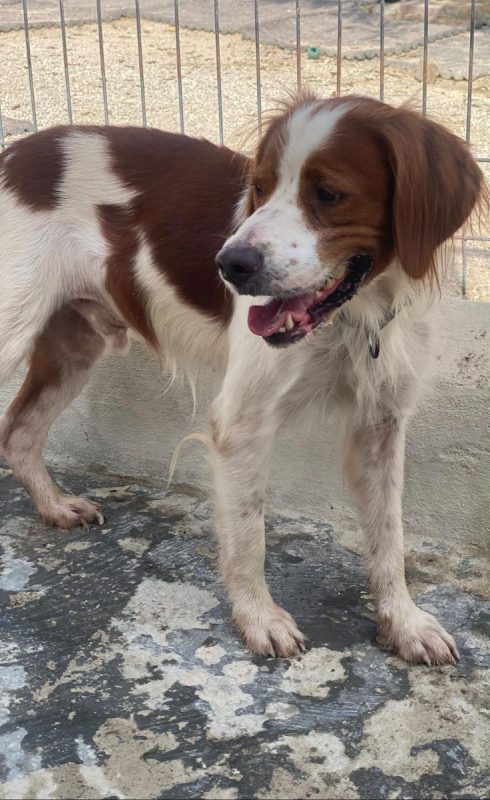 Sol - Chien Epagneul Breton à adopter - photo 4