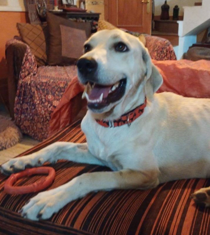 Elsie - Chien à adopter