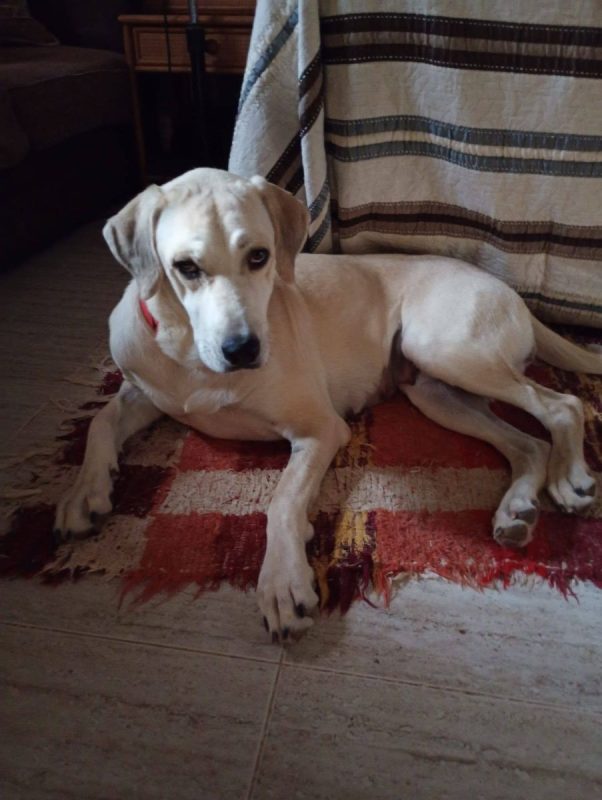 Elsie - Chien à adopter - photo 11