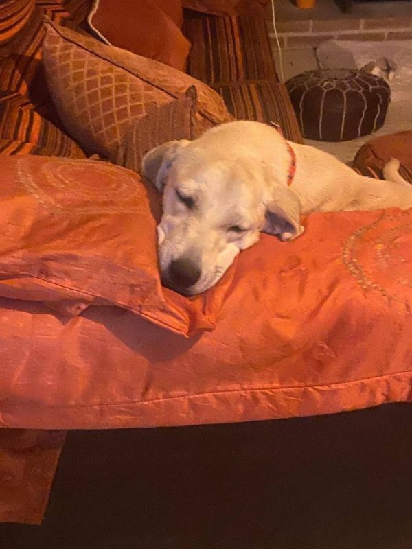 Elsie - Chien à adopter - photo 8