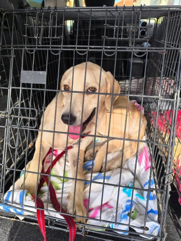 Elsie - Chien à adopter - photo 2