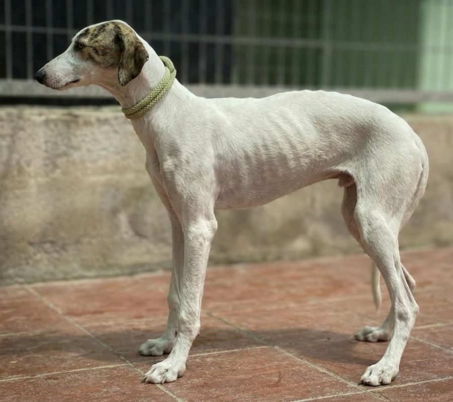 Romy - Chien Galgo à adopter - photo 2