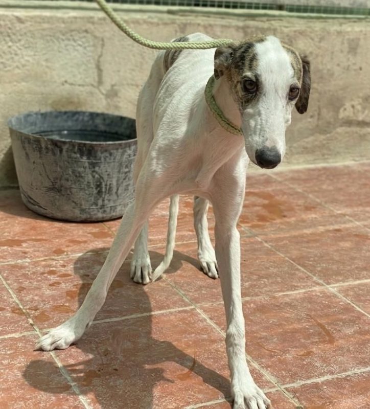 Romy - Chien Galgo à adopter - photo 3