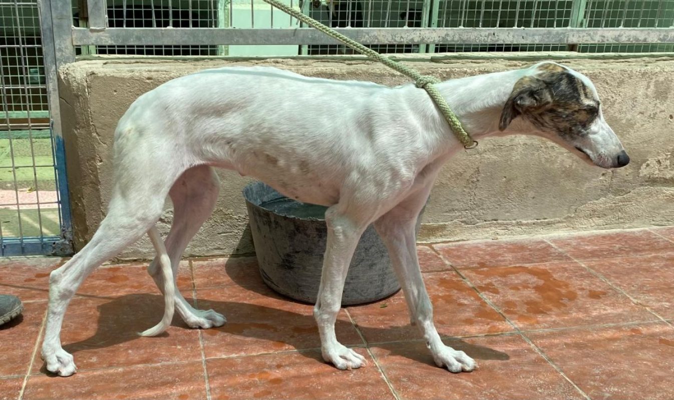 Romy - Chien Galgo à adopter - photo 6