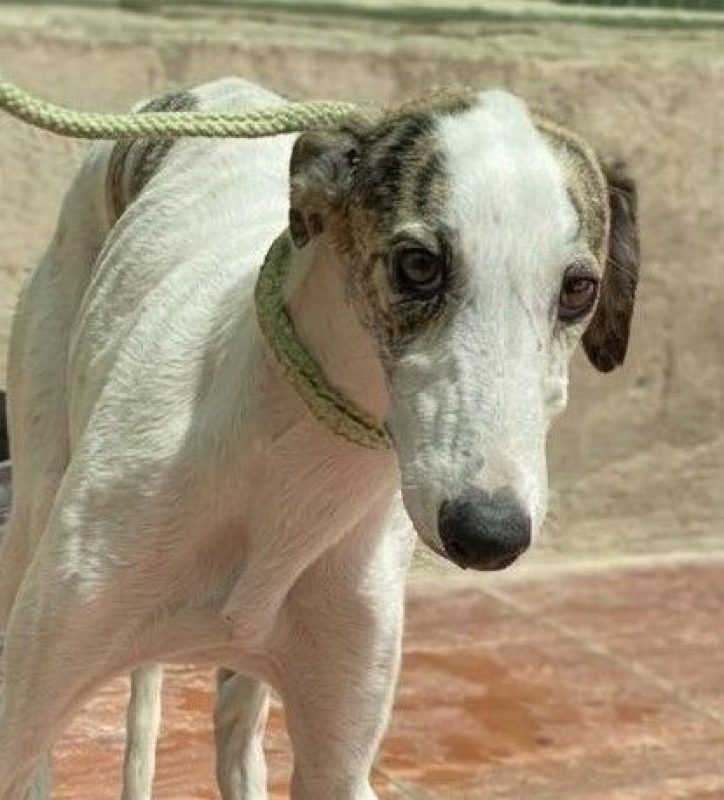 Romy - Chien Galgo à adopter