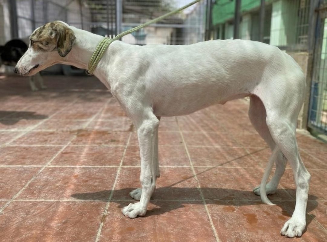 Romy - Chien Galgo à adopter - photo 5