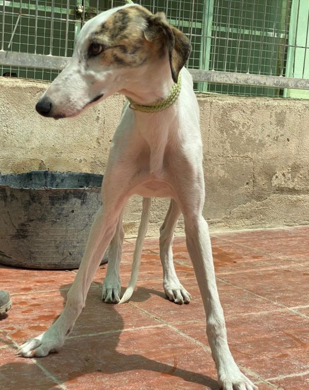 Romy - Chien Galgo à adopter - photo 7
